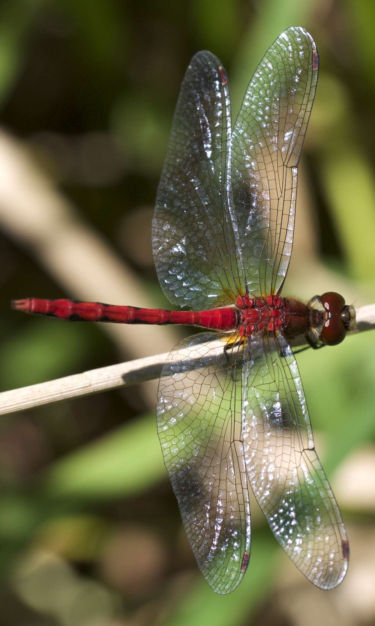 Image of White-faced Meadowhawk