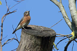 Image of Eastern Bluebird