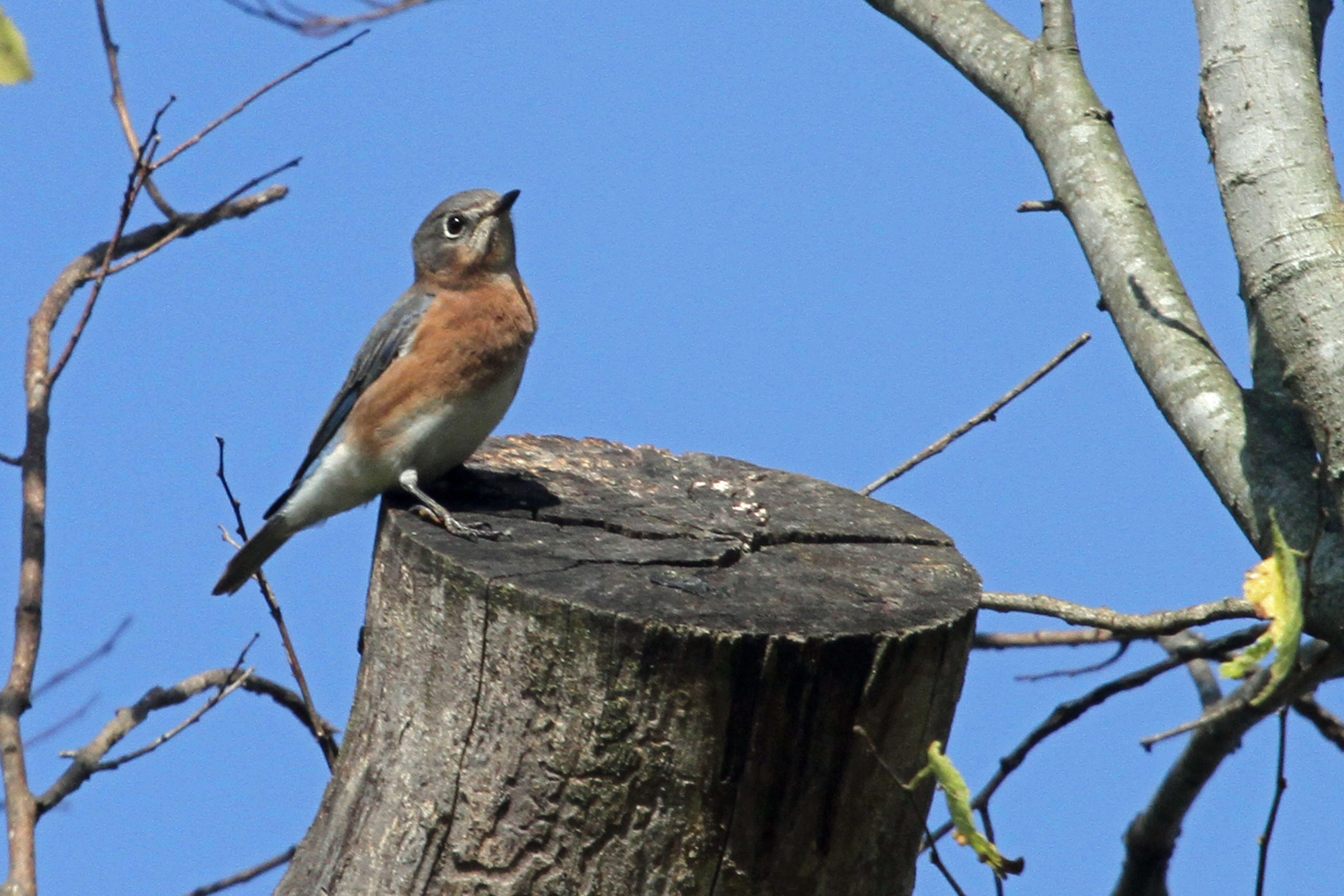 Image of Eastern Bluebird