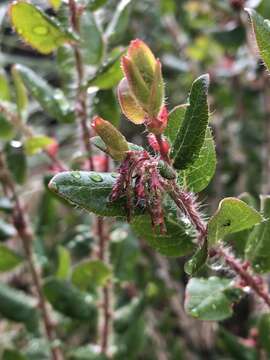 Plancia ëd Arctostaphylos nummularia subsp. nummularia