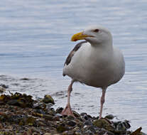 Image of Great Black-backed Gull