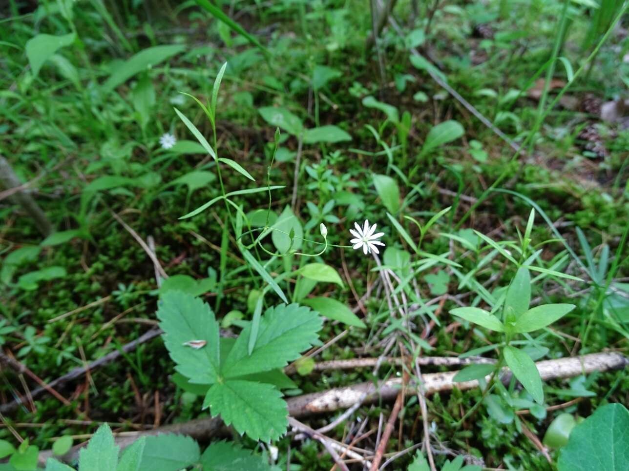 Imagem de Stellaria longifolia (Regel) Muhl. ex Willd.