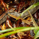 Image of Smooth-scaled Death Adder