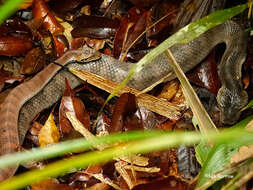 Image of Smooth-scaled Death Adder