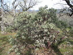 Arctostaphylos viscida Parry resmi