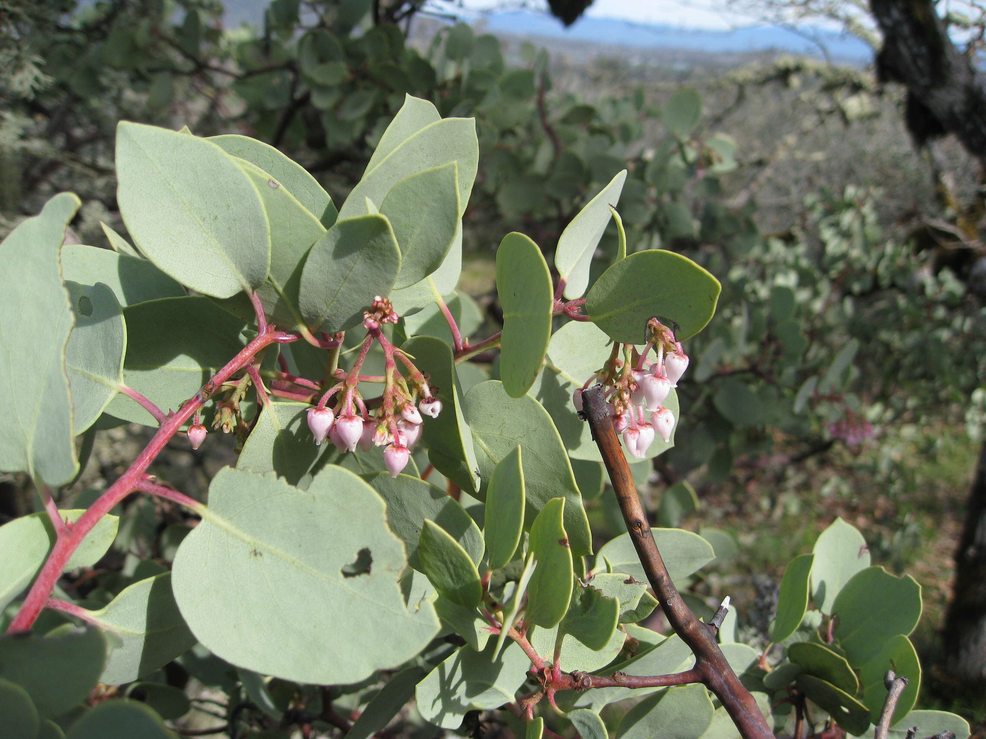 Arctostaphylos viscida Parry resmi