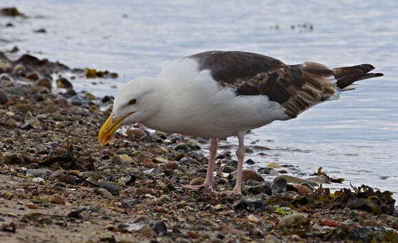 Image of Great Black-backed Gull