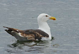 Image of Great Black-backed Gull