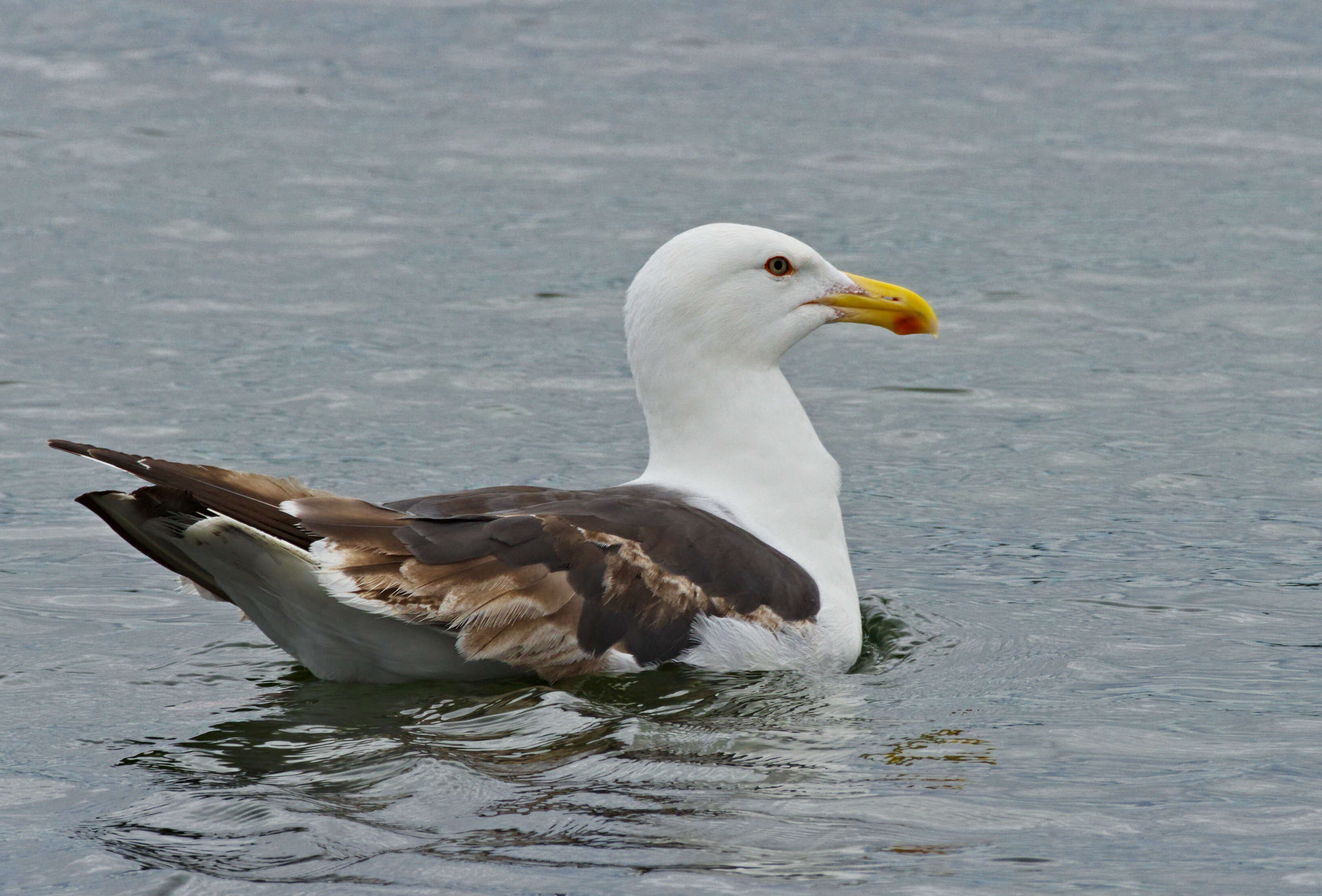 Image of Great Black-backed Gull