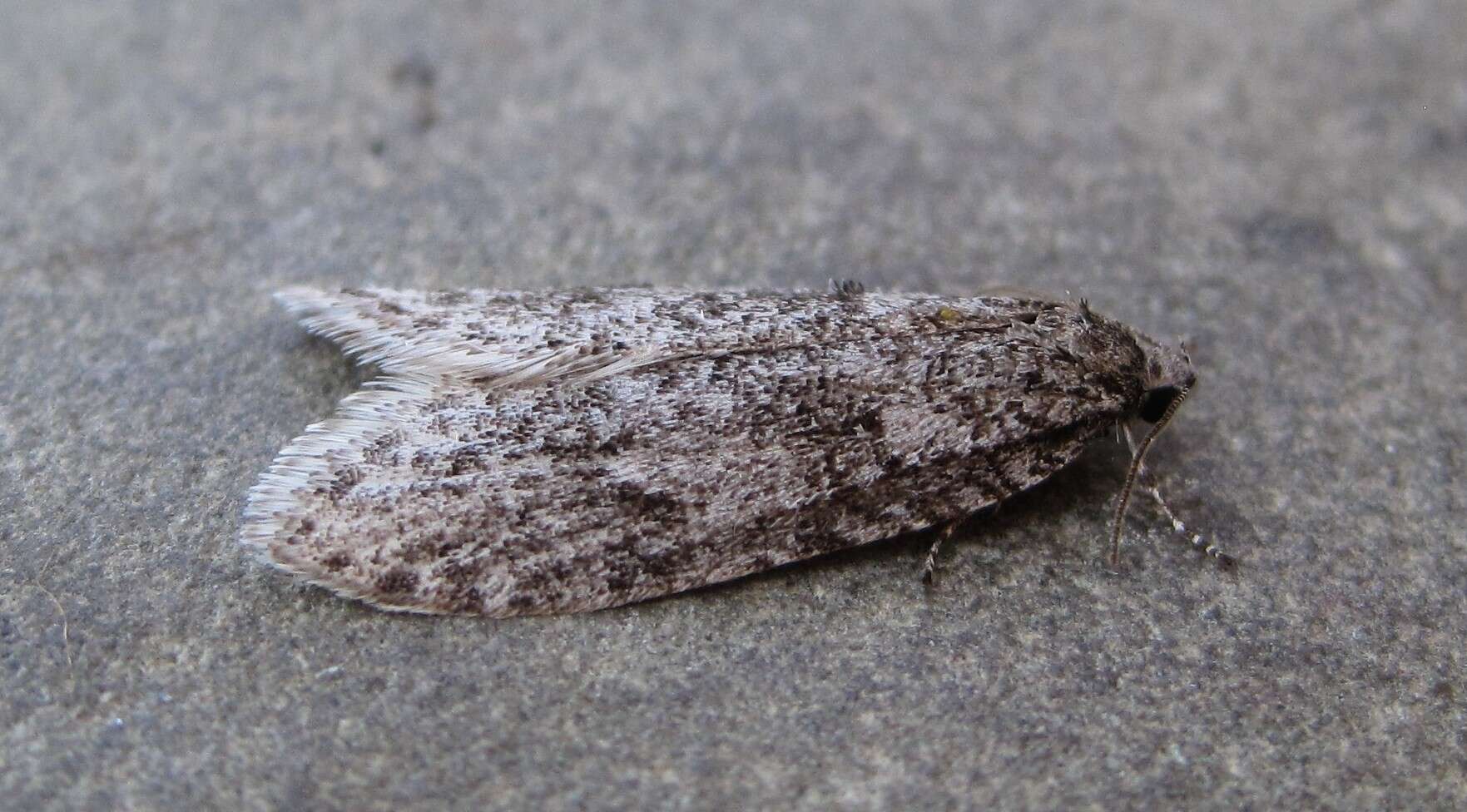 Image of Dull Flatbody Moth