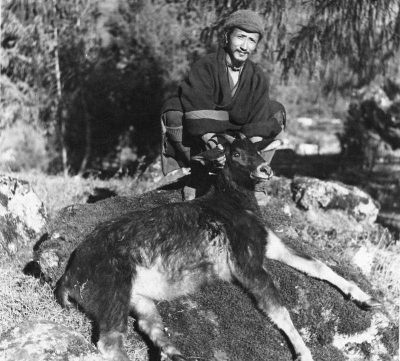 Image of Himalayan Serow