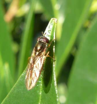 Image of Melanostoma mellina