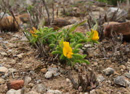 Image of Argyrolobium barbatum Walp.