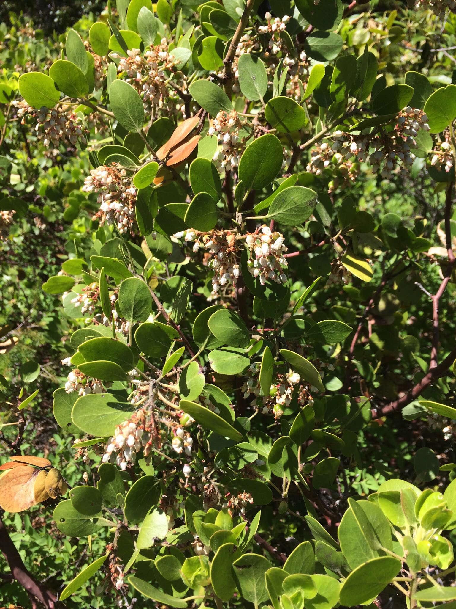 Image of greenleaf manzanita