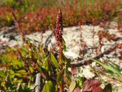 Plancia ëd Rumex bucephalophorus L.