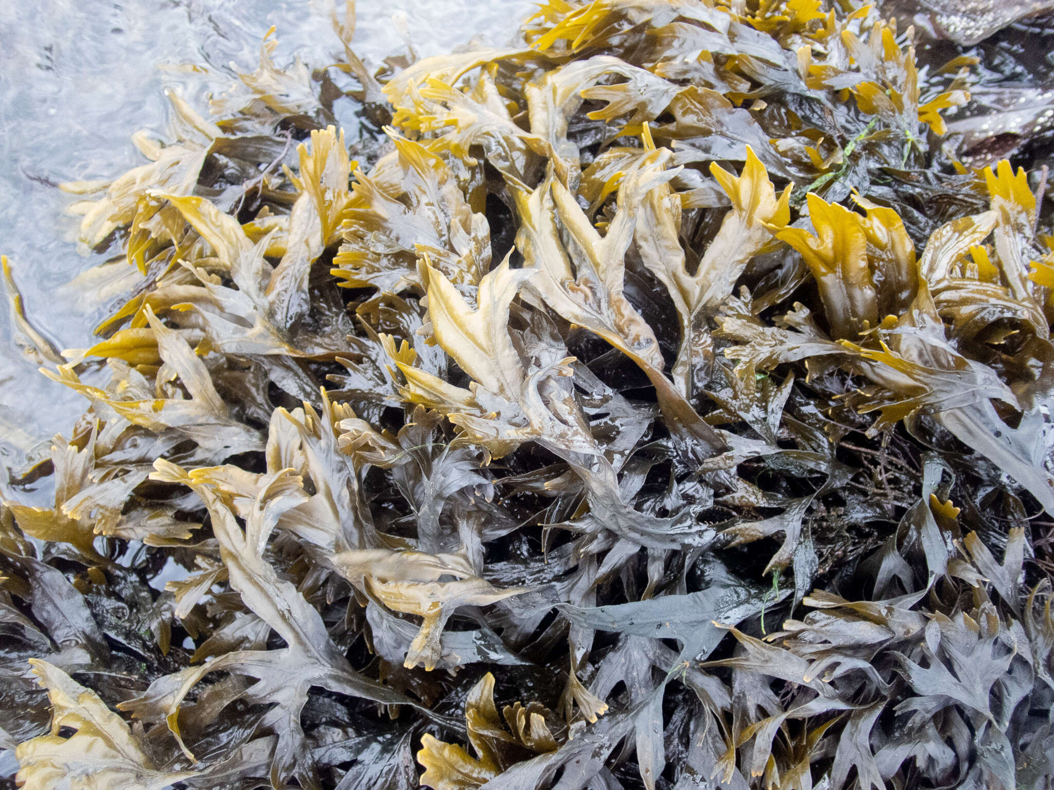 Image of Fucus ceranoides