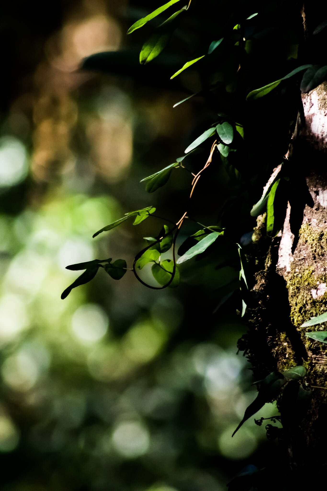 Image of Boquila trifoliolata (DC.) Decne.