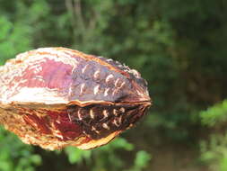 Image of Honduras mahogany