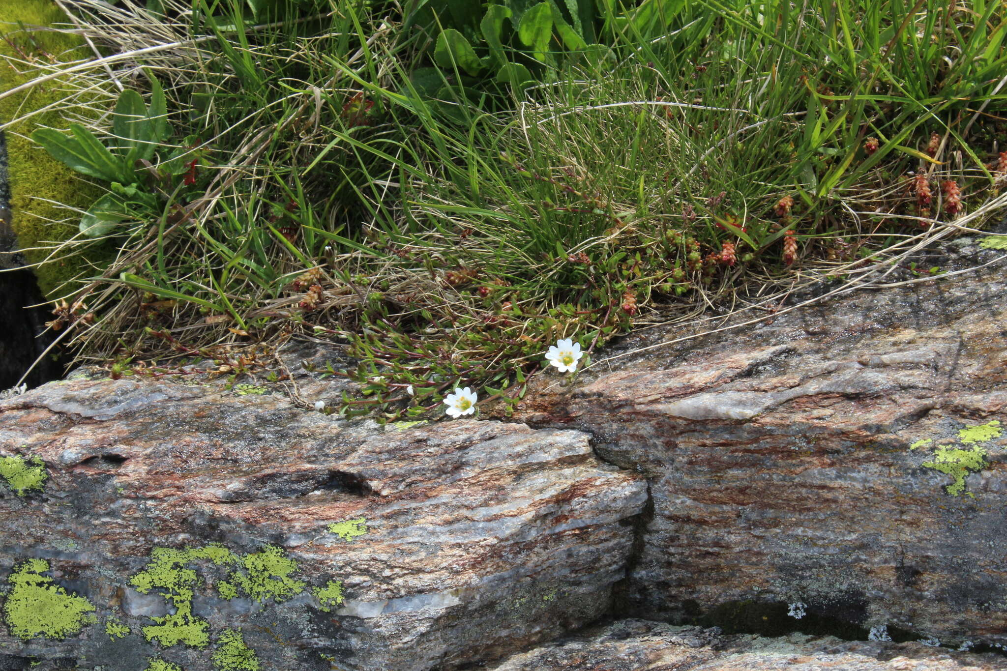 Plancia ëd Cerastium cerastoides (L.) Britton