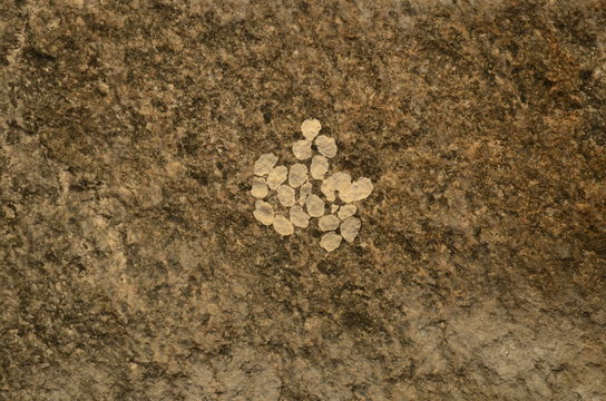 Image of Indian Golden Gecko