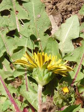 Image of Taraxacum platycarpum Dahlst.