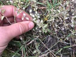 Image of Euphrasia wettsteinii G. L. Gusarova