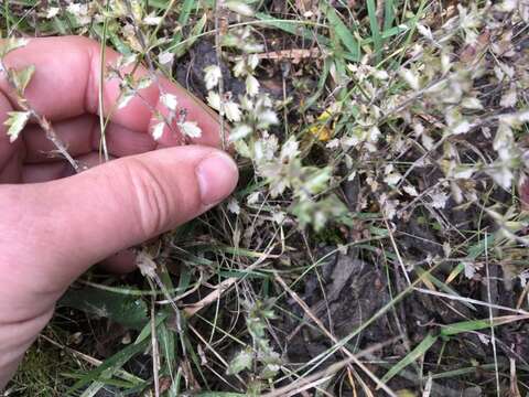 Imagem de Euphrasia wettsteinii G. L. Gusarova