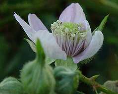 Image of Rubus nemoralis P. J. Müll.