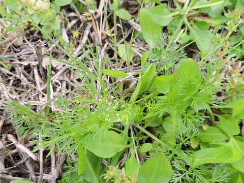 Image of marsh parsley