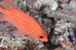 Image of Pink squirrelfish