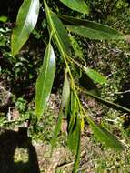 Image of Ocotea acutifolia (Nees) Mez