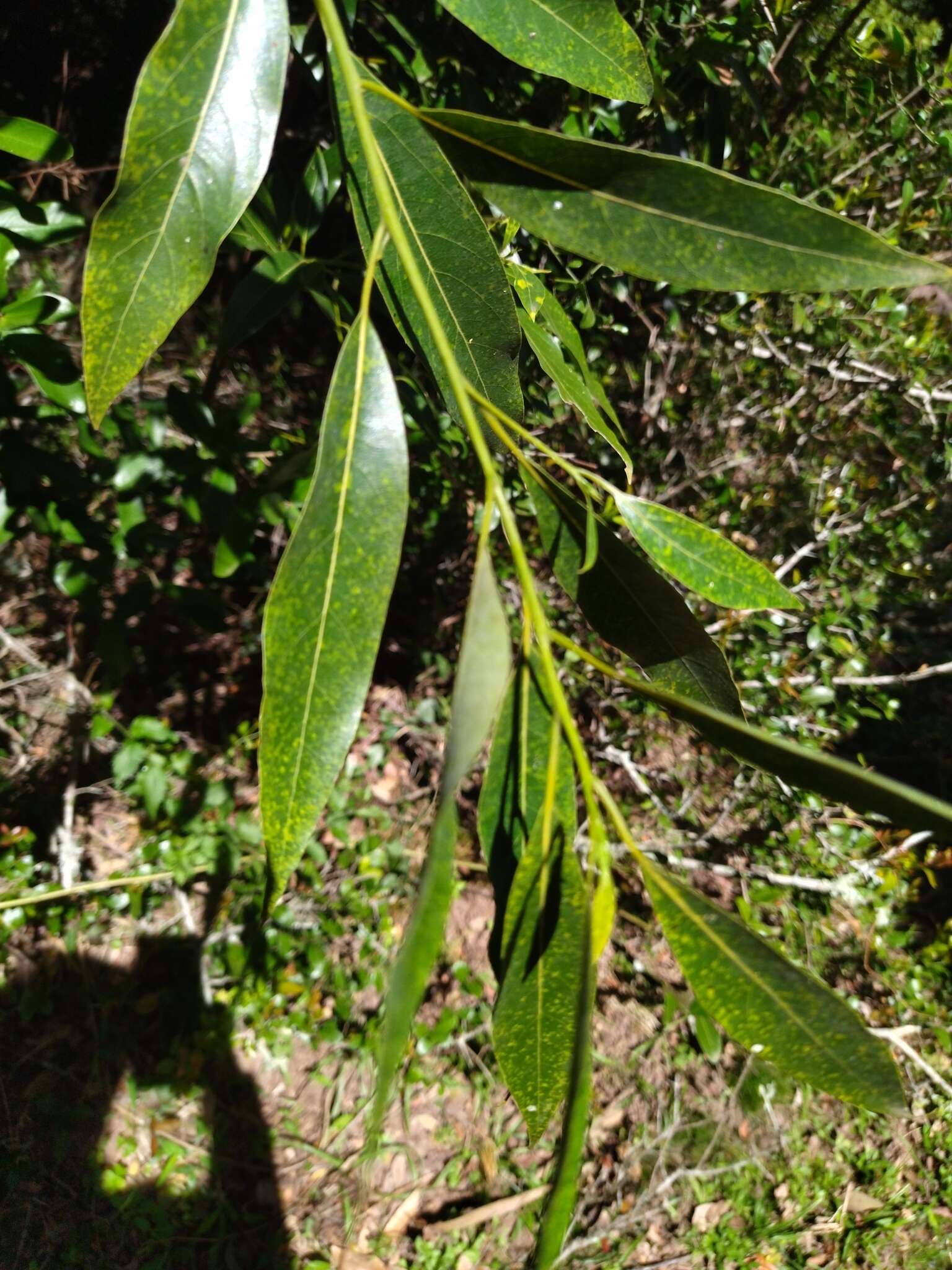 Слика од Ocotea acutifolia (Nees) Mez