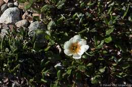 Imagem de Dryas octopetala subsp. hookeriana (Juz.) Hulten