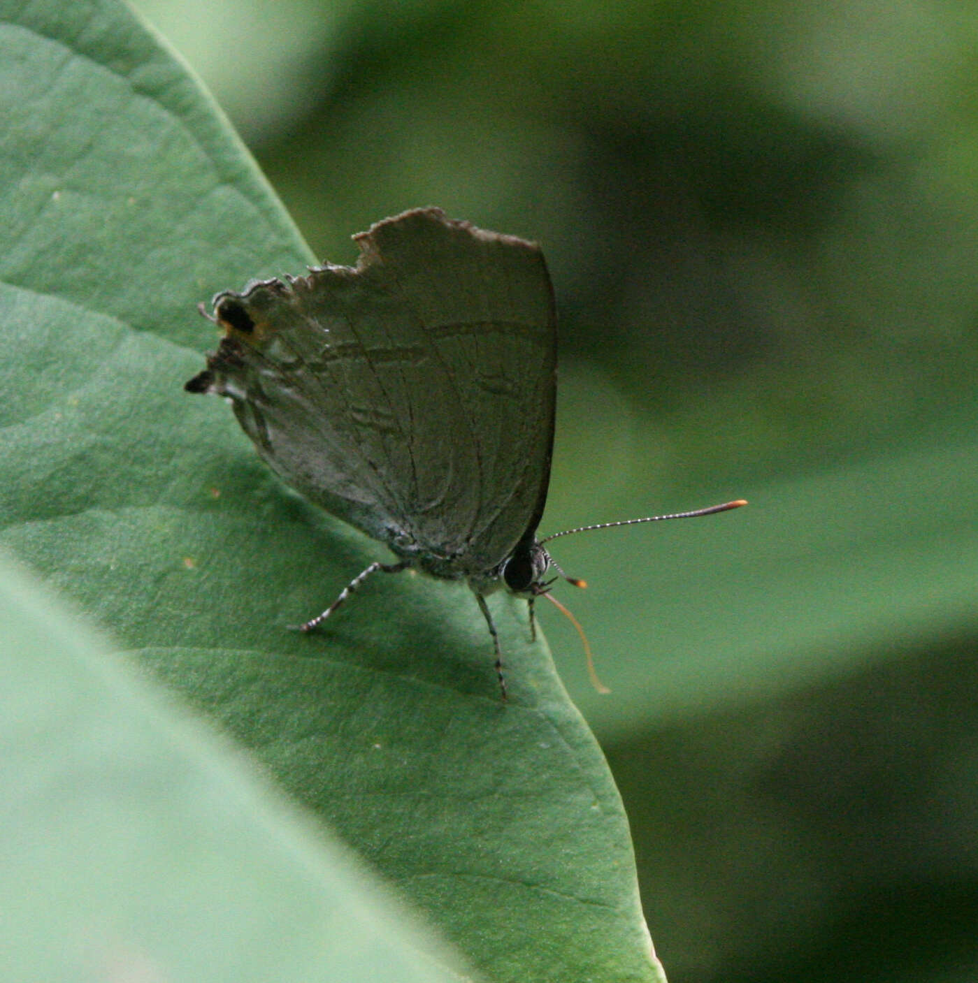 Image of Hypolycaena erylus himavantus Fruhstorfer 1912