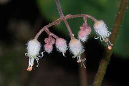 Image of Heuchera longipetala var. orizabensis (Hemsl.) R. A. Folk