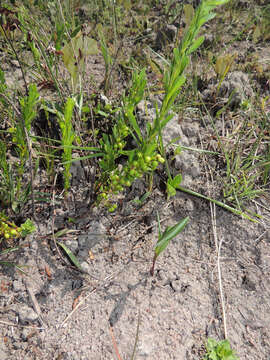 Image of Searsia rudatisii (Engl.) Moffett