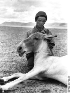 Image of Kiang