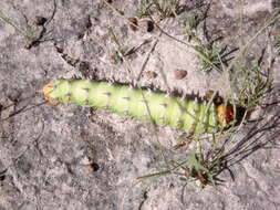 Image of Bunaeopsis licharbas (Maassen 1885)