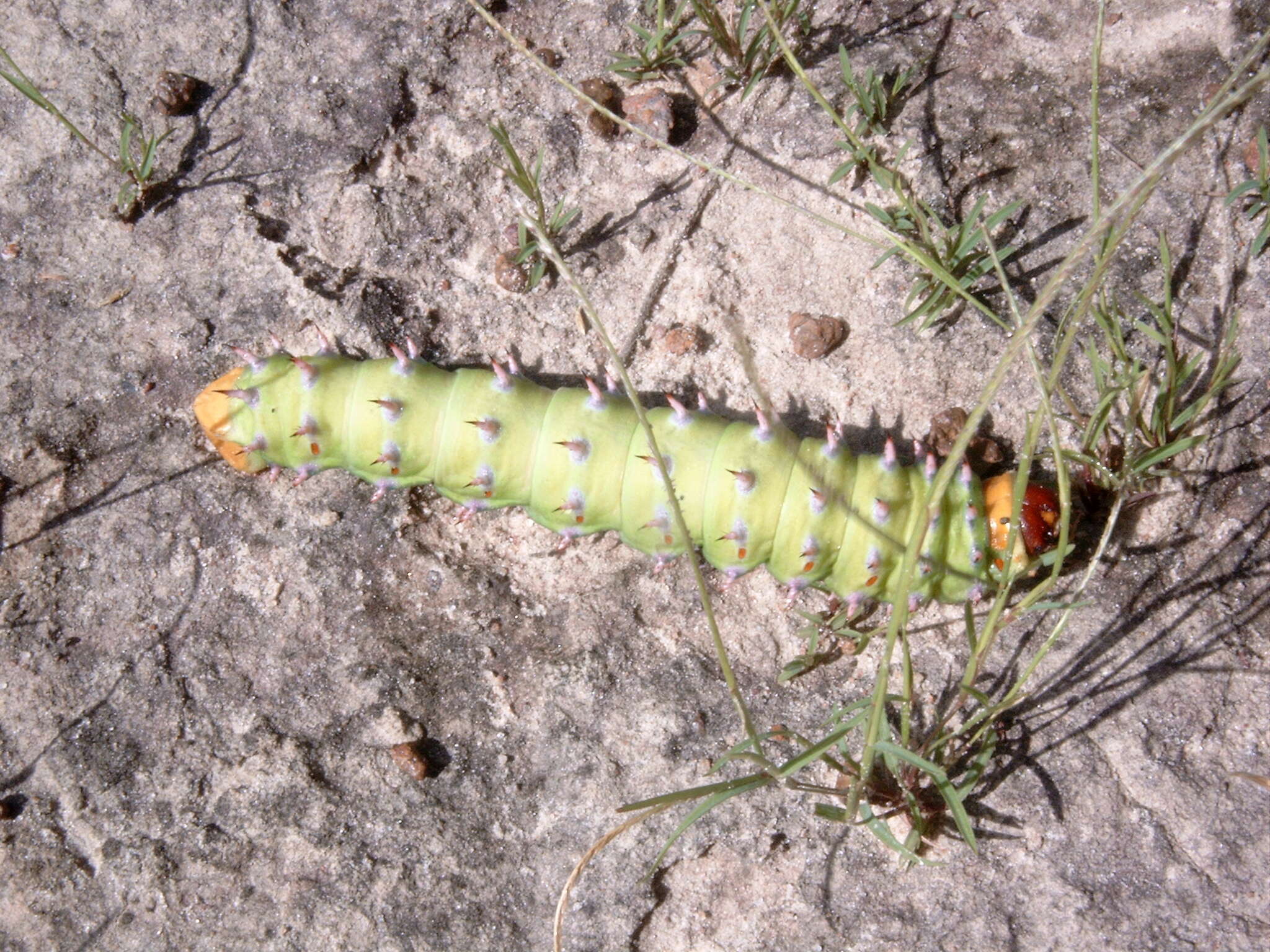 Image of Bunaeopsis licharbas (Maassen 1885)