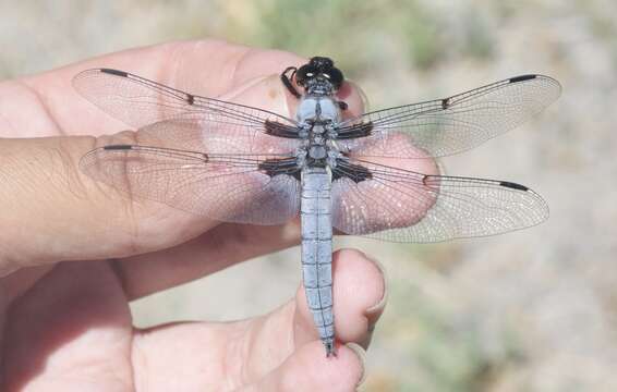 Image of Hoary Skimmer