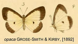 Image of Liptena opaca (Kirby 1890)