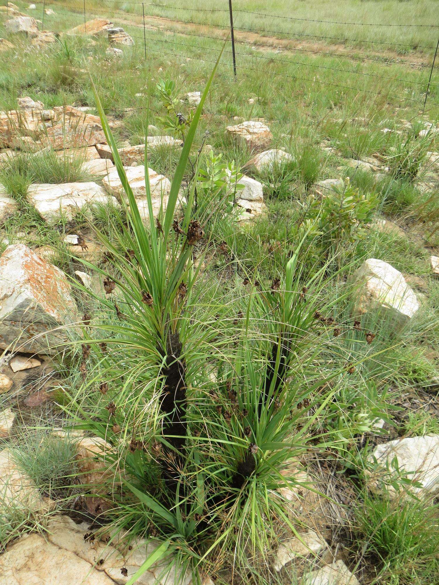 Image of Black-stick lily