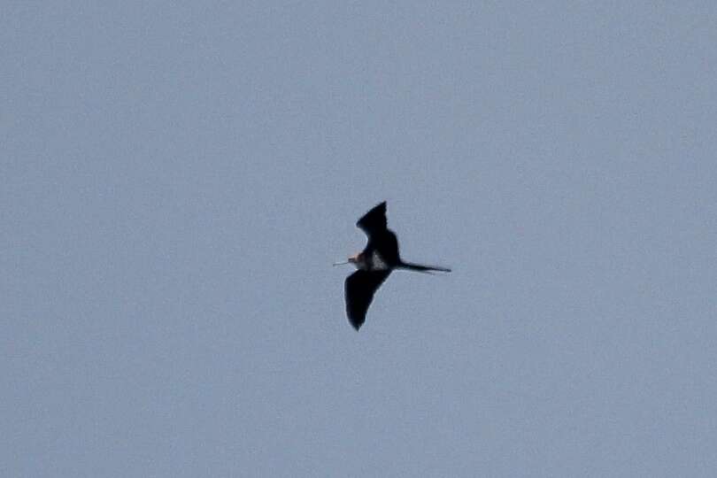 Image of Lesser Frigatebird