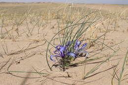 Image of Iris tenuifolia Pall.