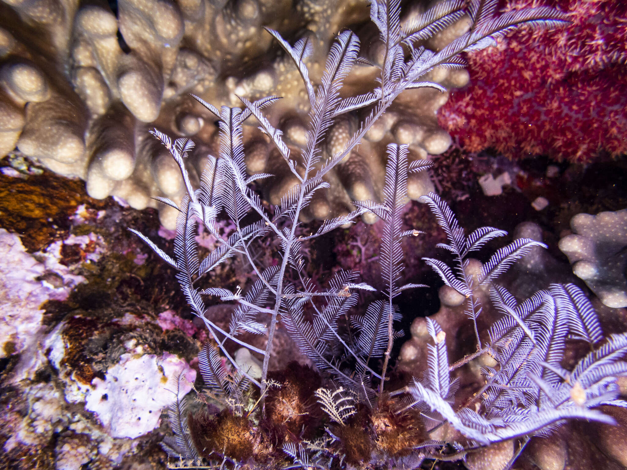 Image of Delicate white stinging hydroids