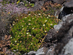 Image of Argyranthemum frutescens subsp. canariae (Christ.) Humphr.