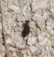 Plancia ëd Cicindela (Cicindelidia) rufiventris rufiventris Dejean 1825