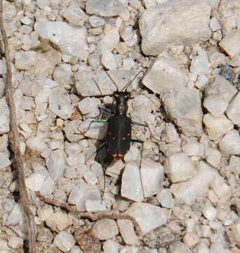 Image of Cicindela (Cicindelidia) rufiventris Dejean 1825