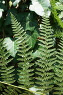 Image of Pteridium aquilinum subsp. aquilinum