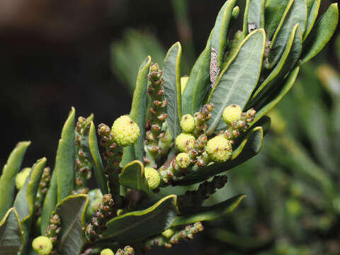 Image of Morella humilis (Cham. & Schltdl.) D. J. B. Killick